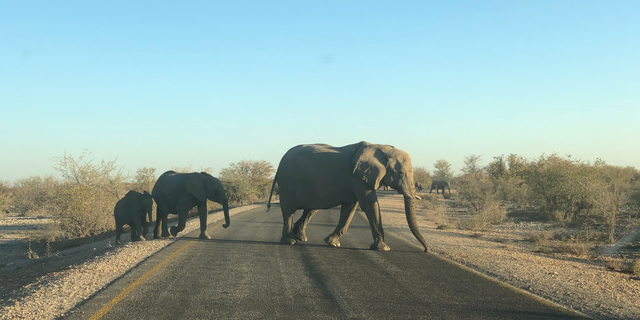 Uma estrada em dia de céu claro, e três elefantes atravessando-a