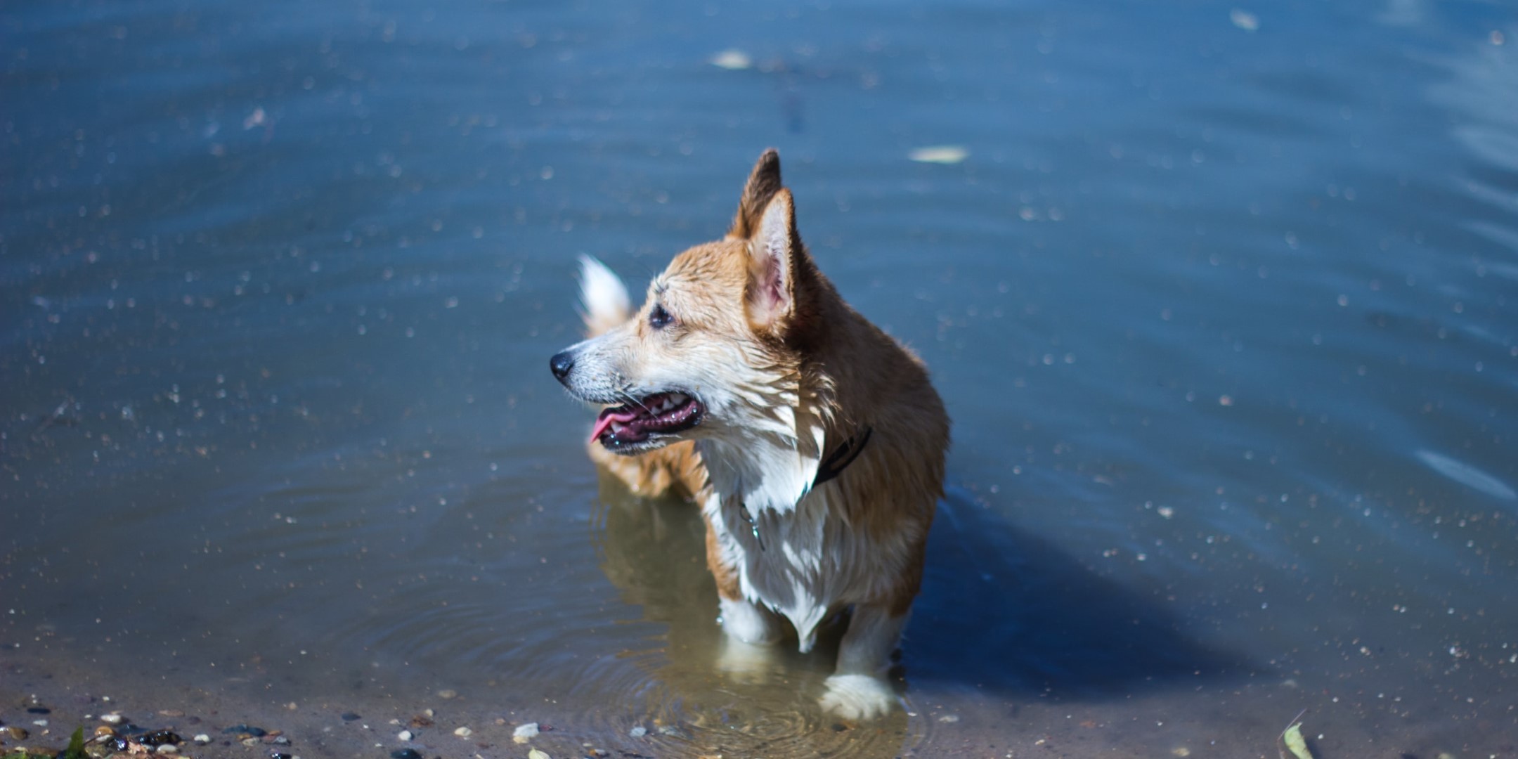 Um lago, com um cão pequeno saindo de lá, olhando para a esquerda