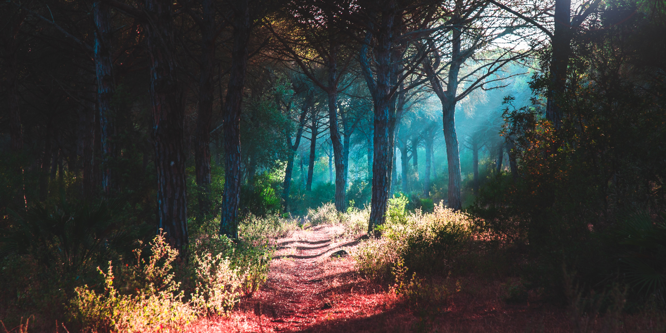Uma trilha no meio da floresta. É possível vislumbrar os raios de sol, a grama e a terra vermelha.
