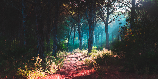 Uma trilha no meio da floresta. É possível vislumbrar os raios de sol, a grama e a terra vermelha.