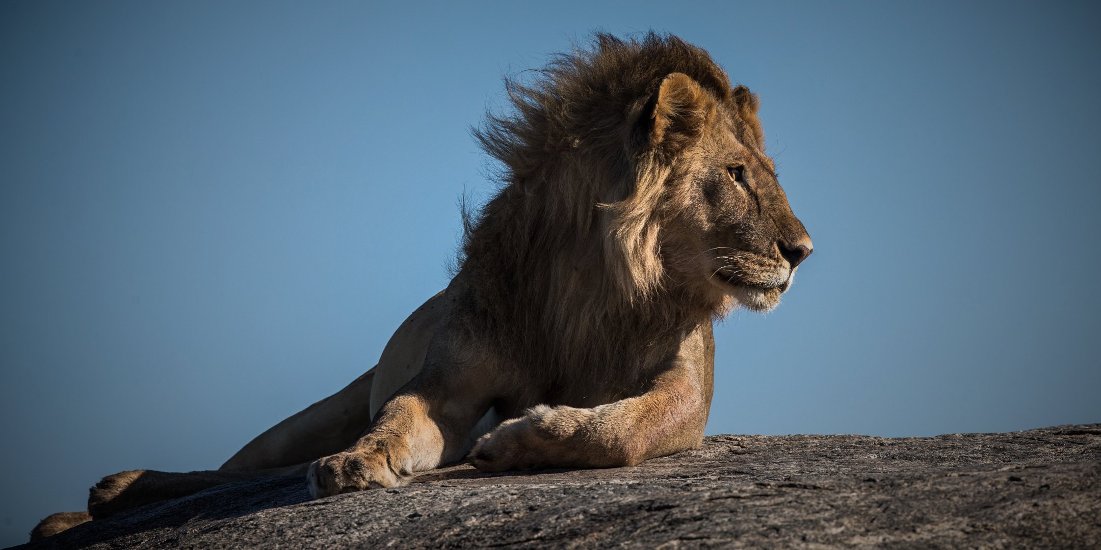 Um leão deitado sobre uma rocha com um céu azul ao fundo