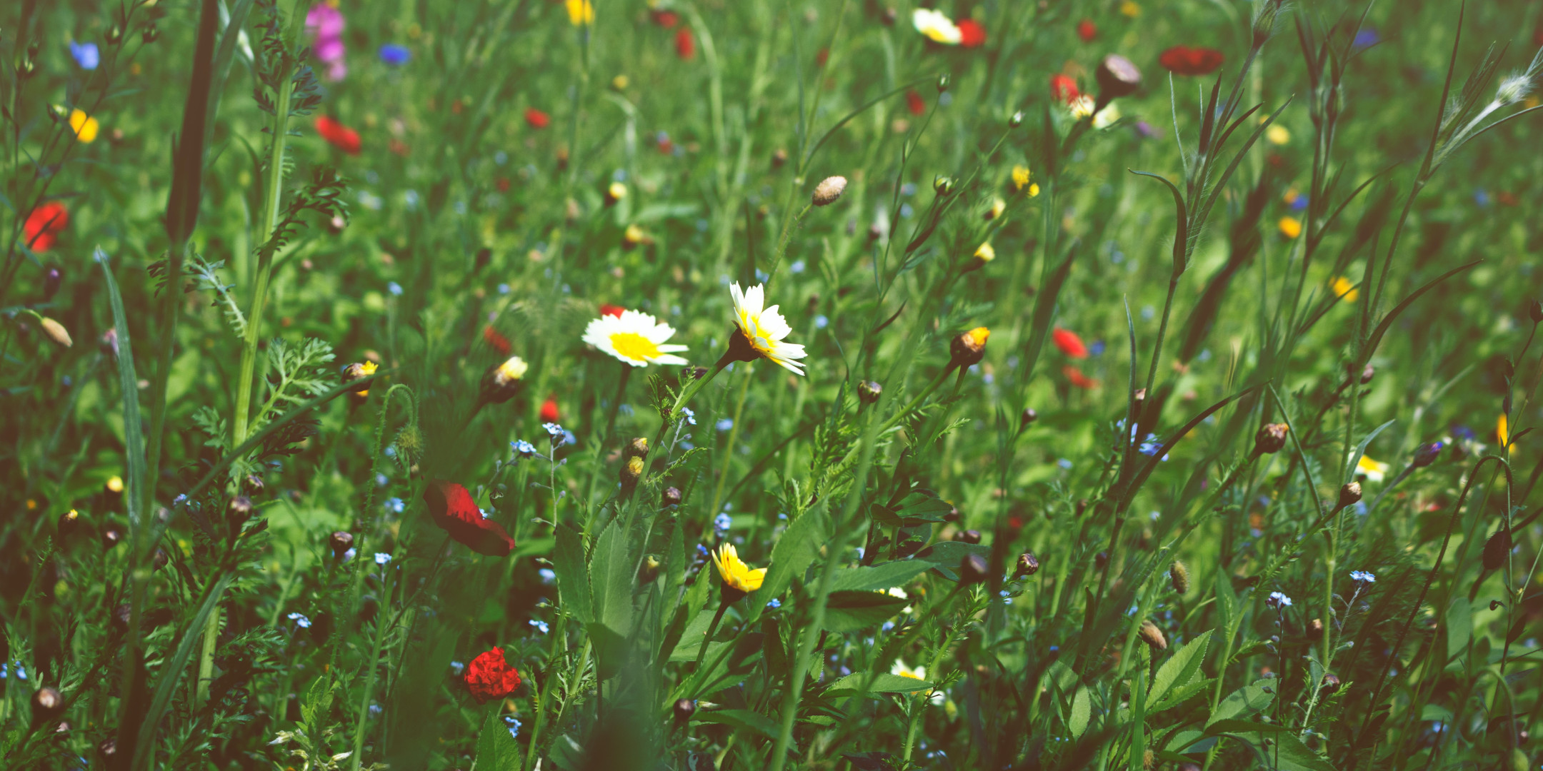 Um campo verde com diversas e coloridas flores